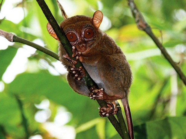 1foto-spesies-primata-unik-ditemukan-di-filipina.jpg